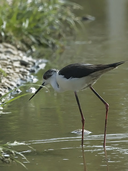 Pitkäjalka, Black-winged Stilt, Himantopus himantopus